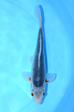 浅黄
