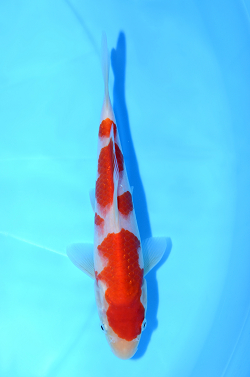 紅白
