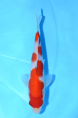 紅白