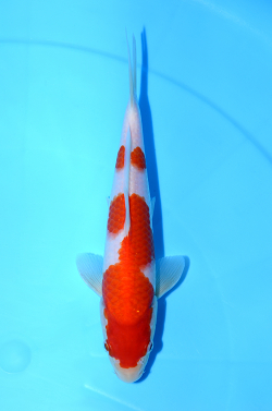 紅白