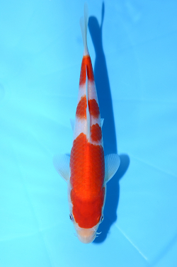 紅白