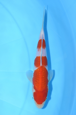 紅白