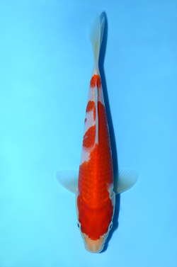 紅白