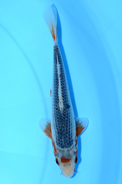 浅黄