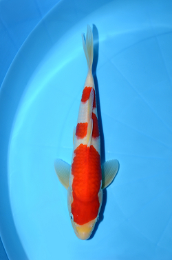 紅白