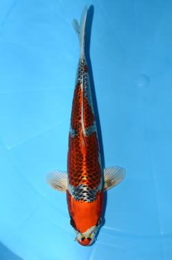 孔雀