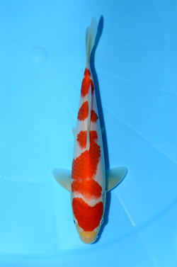 紅白