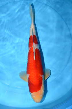紅白