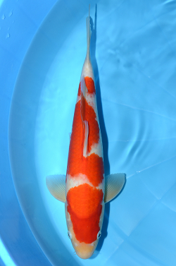 紅白
