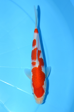 紅白