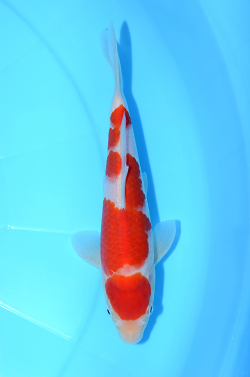 紅白