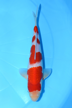 紅白