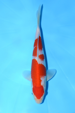 紅白