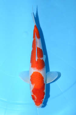 紅白