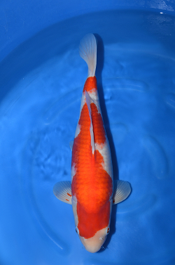 紅白