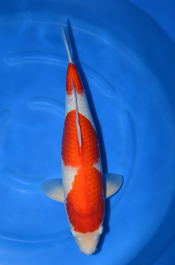 紅白