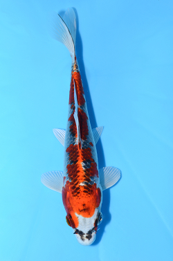 孔雀