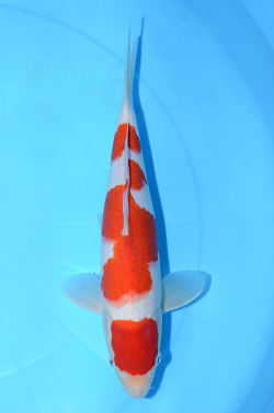 紅白