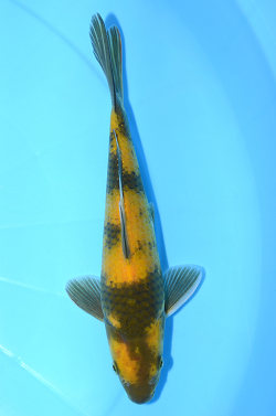 黄写り