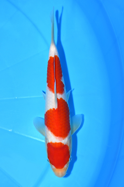紅白