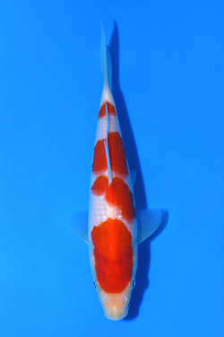 紅白