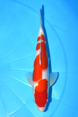 紅白