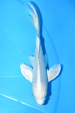 ヒレ長鯉プラチナ