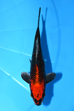 紅銀河