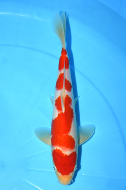 紅白