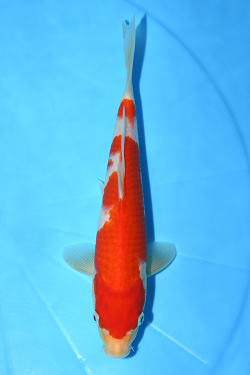 紅白