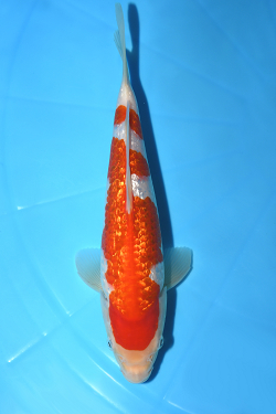 銀鱗紅白