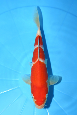 紅白