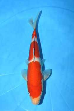紅白
