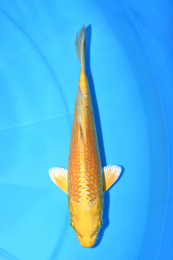 山吹黄金