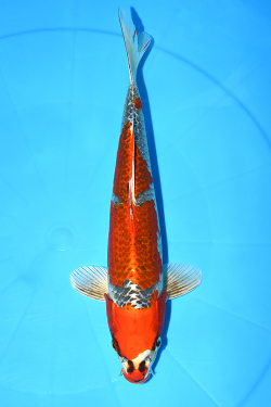 孔雀