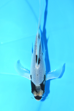 ヒレ長鯉 松川バケ