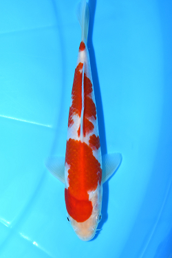 紅白