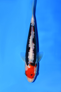 紅九紋竜