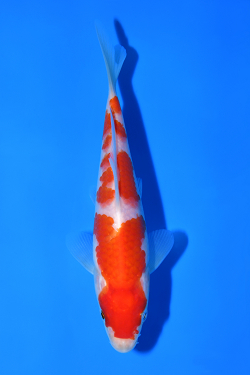 紅白
