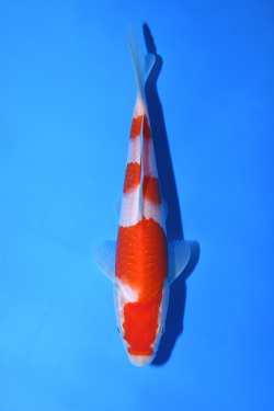 紅白