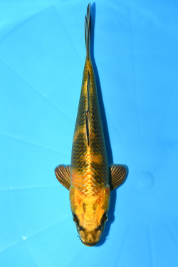 金黄写り