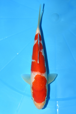 紅白