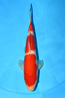 紅白