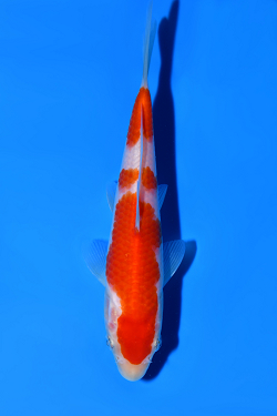 紅白