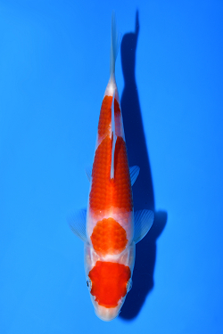 紅白