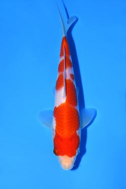 紅白