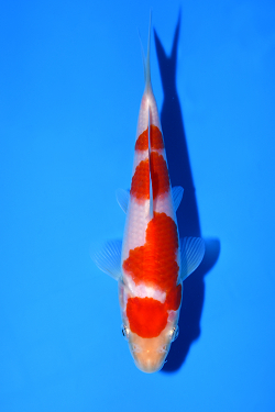 紅白