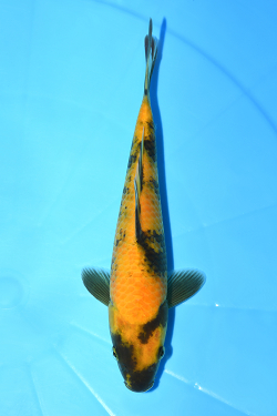 黄写り