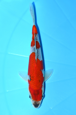 五色