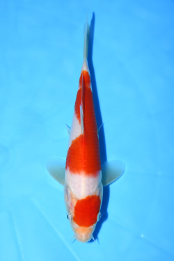 紅白